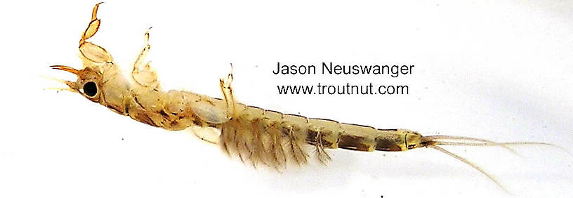 Ephemera simulans (Brown Drake) Mayfly Nymph from unknown in Wisconsin