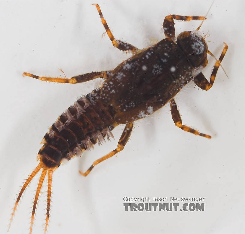 Teloganopsis deficiens (Little Black Quill) Mayfly Nymph from the Bois Brule River in Wisconsin