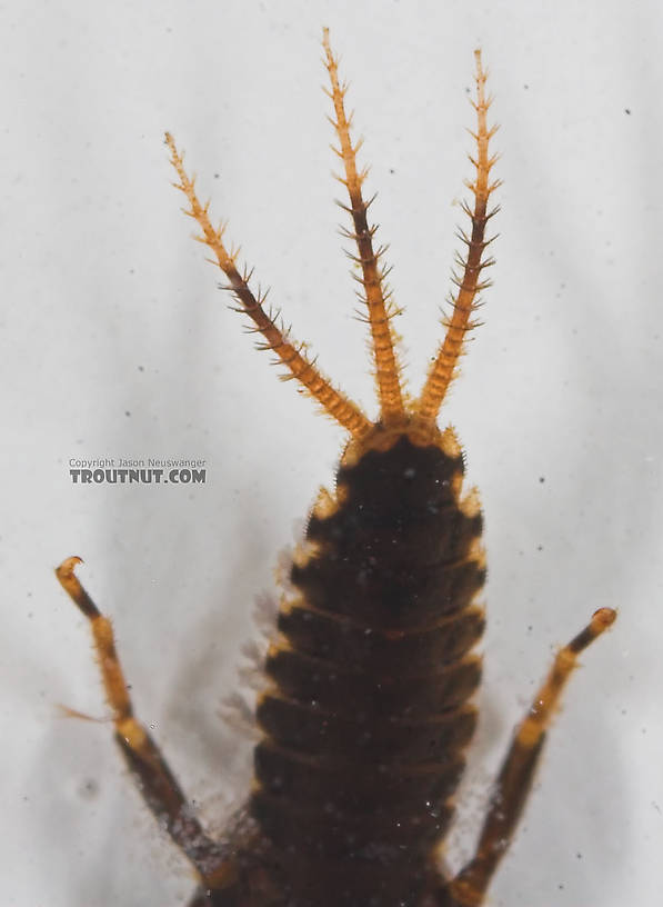 Teloganopsis deficiens (Little Black Quill) Mayfly Nymph from the Bois Brule River in Wisconsin