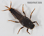 Teloganopsis deficiens (Little Black Quill) Mayfly Nymph