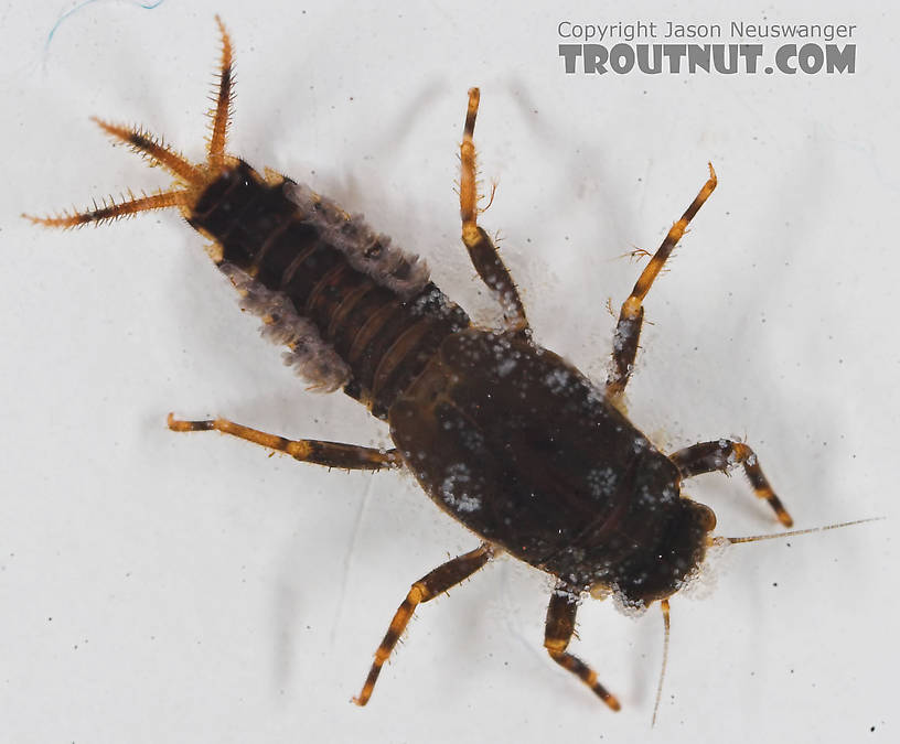 Teloganopsis deficiens (Little Black Quill) Mayfly Nymph from the Bois Brule River in Wisconsin