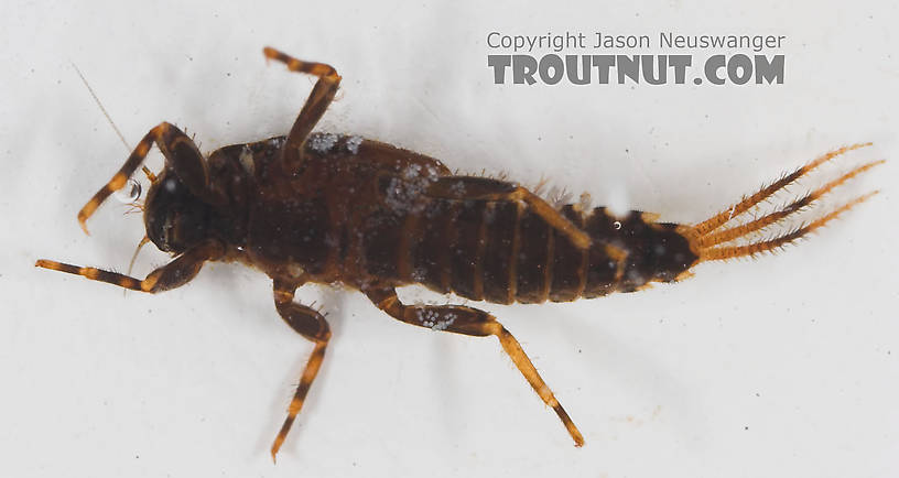 Teloganopsis deficiens (Little Black Quill) Mayfly Nymph from the Bois Brule River in Wisconsin