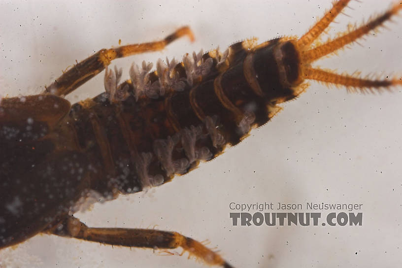 Teloganopsis deficiens (Little Black Quill) Mayfly Nymph from the Bois Brule River in Wisconsin