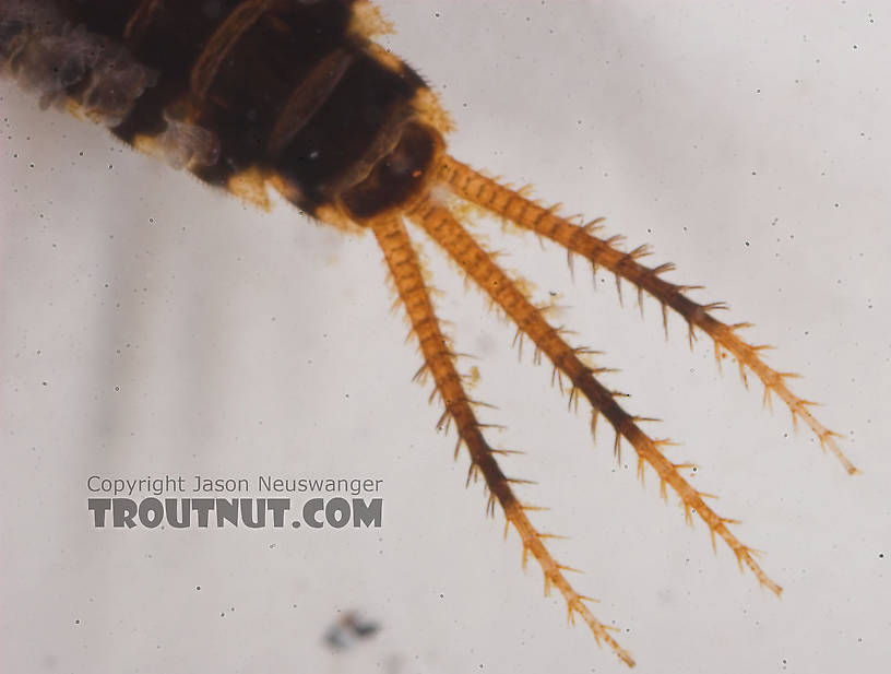 Teloganopsis deficiens (Little Black Quill) Mayfly Nymph from the Bois Brule River in Wisconsin