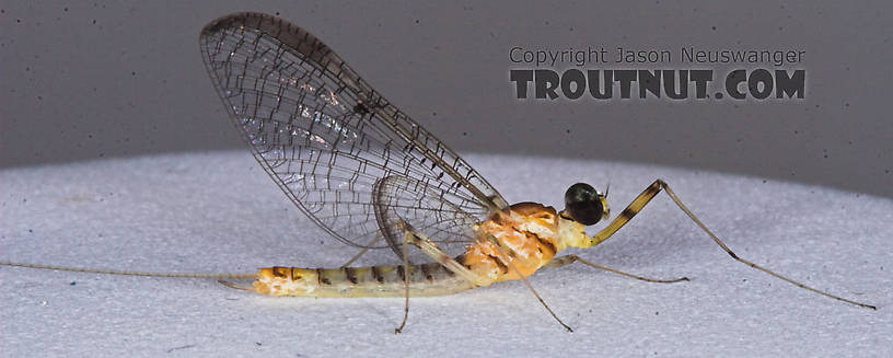 Male Stenacron interpunctatum (Light Cahill) Mayfly Spinner from the Namekagon River in Wisconsin