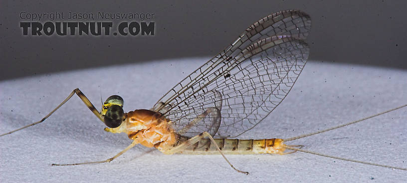 Male Stenacron interpunctatum (Light Cahill) Mayfly Spinner from the Namekagon River in Wisconsin