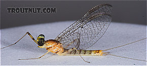 Male Stenacron interpunctatum (Light Cahill) Mayfly Spinner