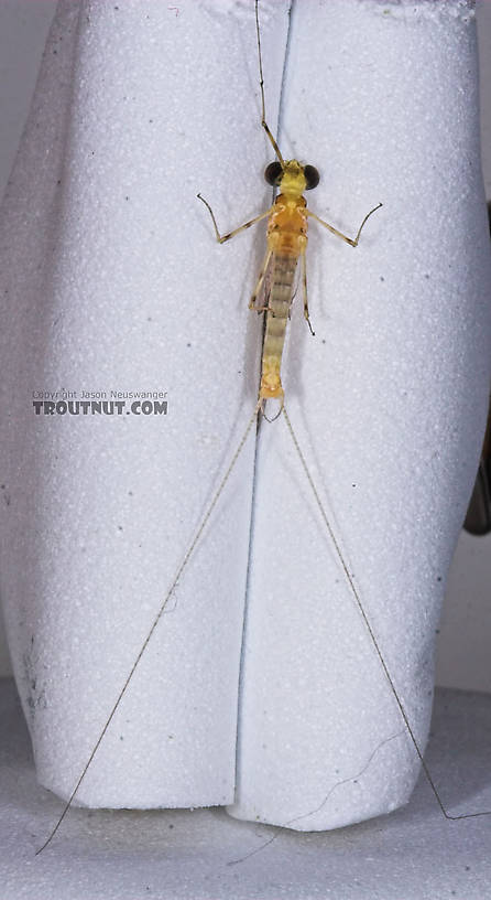 Male Stenacron interpunctatum (Light Cahill) Mayfly Spinner from the Namekagon River in Wisconsin