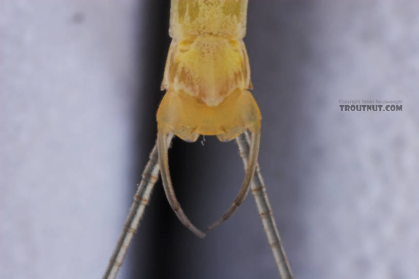 Male Stenacron interpunctatum (Light Cahill) Mayfly Spinner from the Namekagon River in Wisconsin