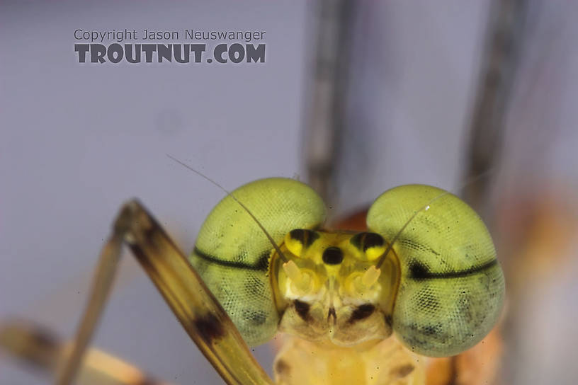 Male Stenacron interpunctatum (Light Cahill) Mayfly Spinner from the Namekagon River in Wisconsin