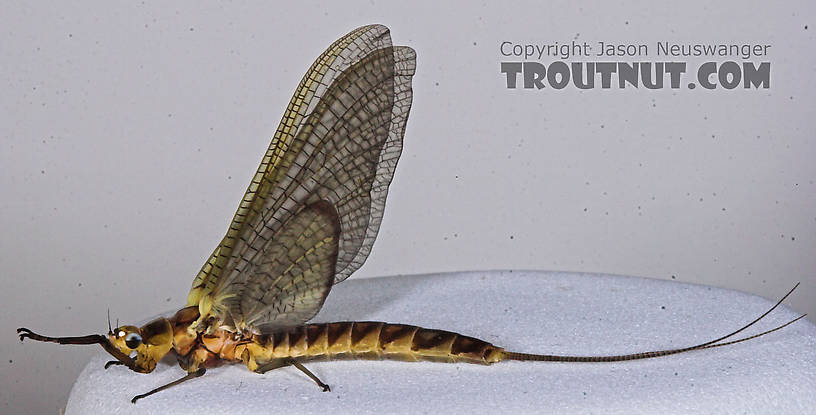 Female Hexagenia limbata (Hex) Mayfly Dun from the Namekagon River in Wisconsin