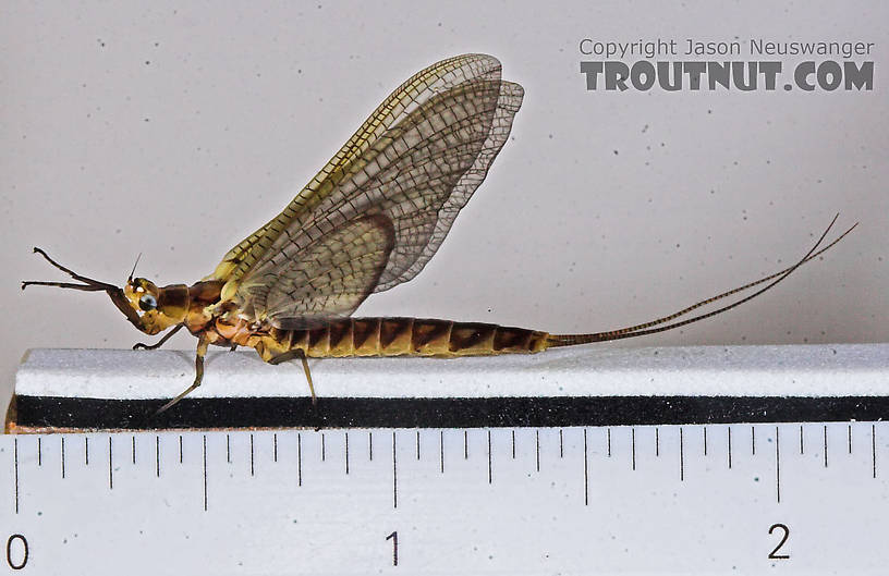 Female Hexagenia limbata (Hex) Mayfly Dun from the Namekagon River in Wisconsin