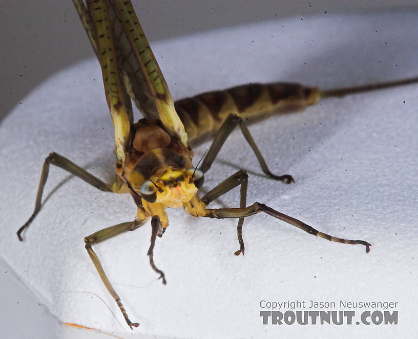 Female Hexagenia limbata (Hex) Mayfly Dun from the Namekagon River in Wisconsin