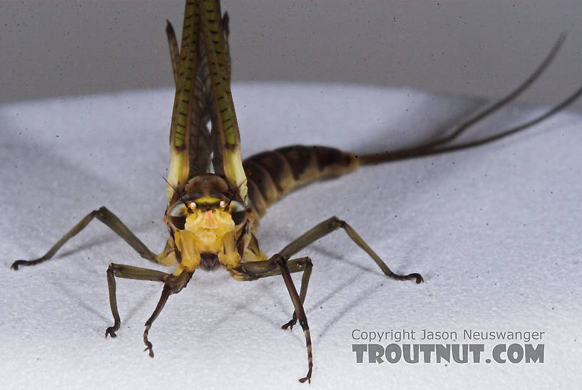 Female Hexagenia limbata (Hex) Mayfly Dun from the Namekagon River in Wisconsin