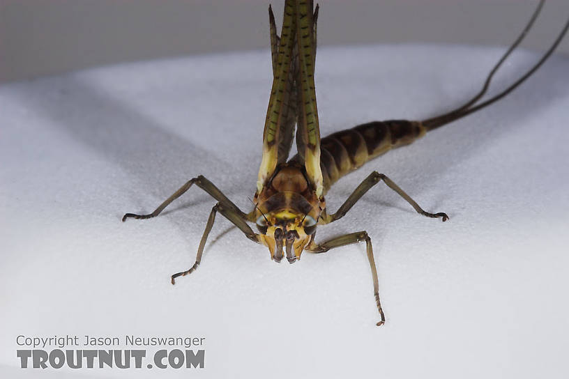 Female Hexagenia limbata (Hex) Mayfly Dun from the Namekagon River in Wisconsin