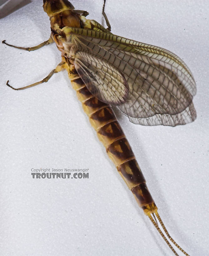 Female Hexagenia limbata (Hex) Mayfly Dun from the Namekagon River in Wisconsin