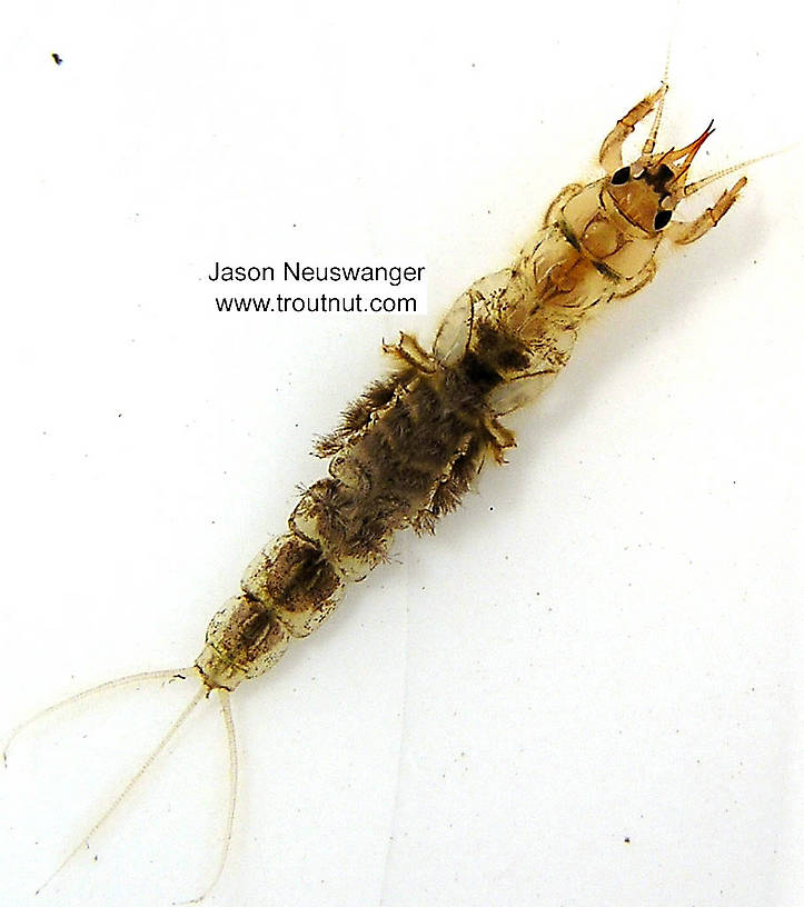 Ephemera simulans (Brown Drake) Mayfly Nymph from the Bois Brule River in Wisconsin