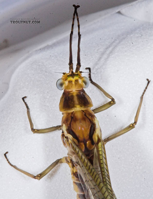 Female Hexagenia limbata (Hex) Mayfly Dun from the Namekagon River in Wisconsin