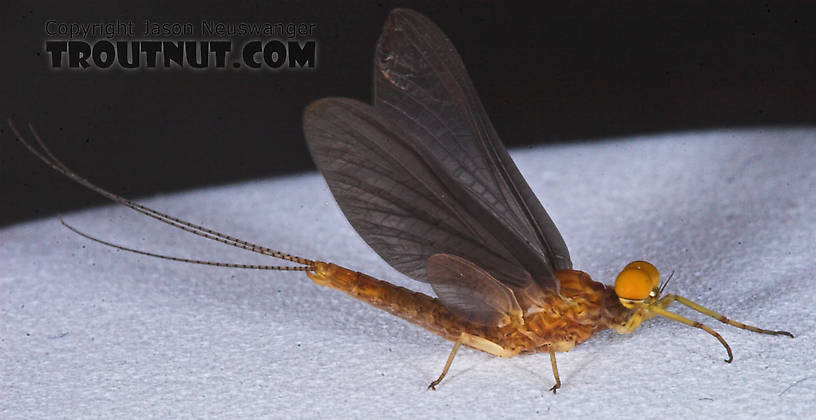 Male Eurylophella (Chocolate Duns) Mayfly Dun from the Teal River in Wisconsin