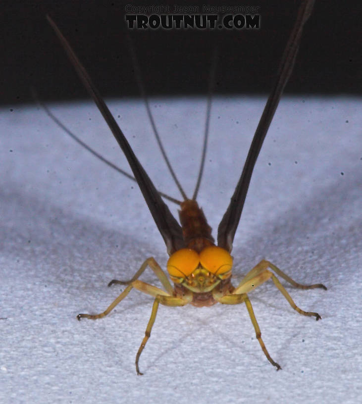 Male Eurylophella (Chocolate Duns) Mayfly Dun from the Teal River in Wisconsin