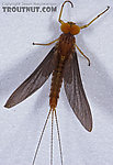 Male Eurylophella (Chocolate Duns) Mayfly Dun