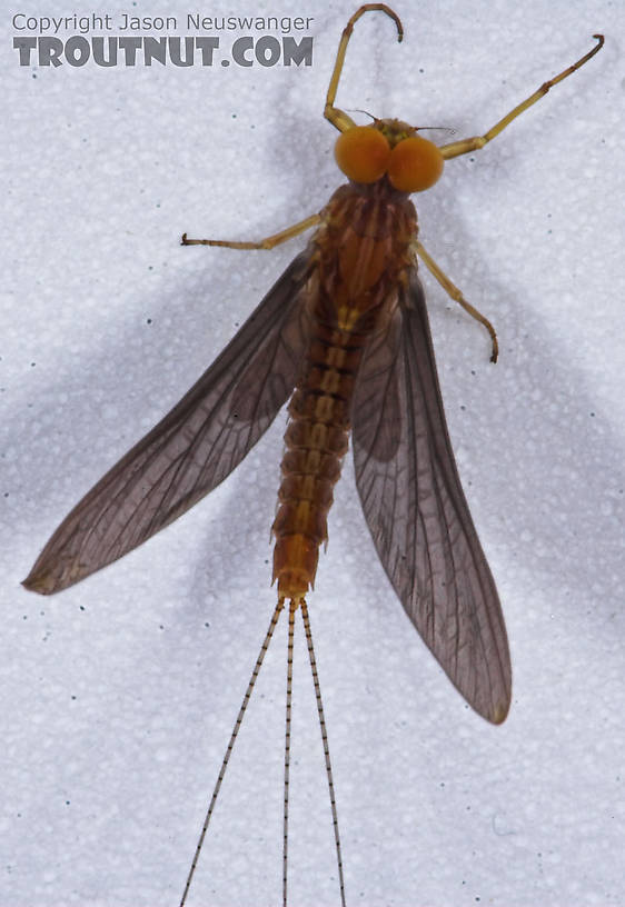 Male Eurylophella (Chocolate Duns) Mayfly Dun from the Teal River in Wisconsin