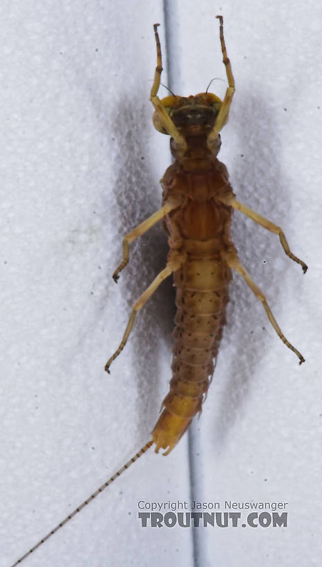 Male Eurylophella (Chocolate Duns) Mayfly Dun from the Teal River in Wisconsin