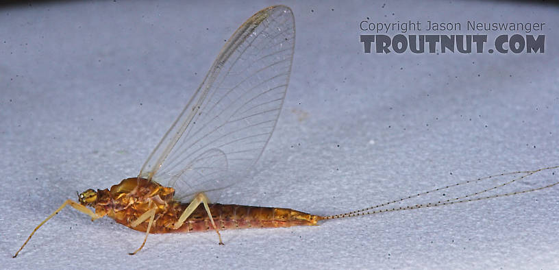 Female Eurylophella (Chocolate Duns) Mayfly Spinner from the Teal River in Wisconsin