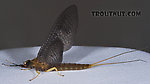 Female Isonychia bicolor (Mahogany Dun) Mayfly Dun