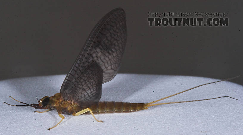 Female Isonychia bicolor (Mahogany Dun) Mayfly Dun from the Namekagon River in Wisconsin