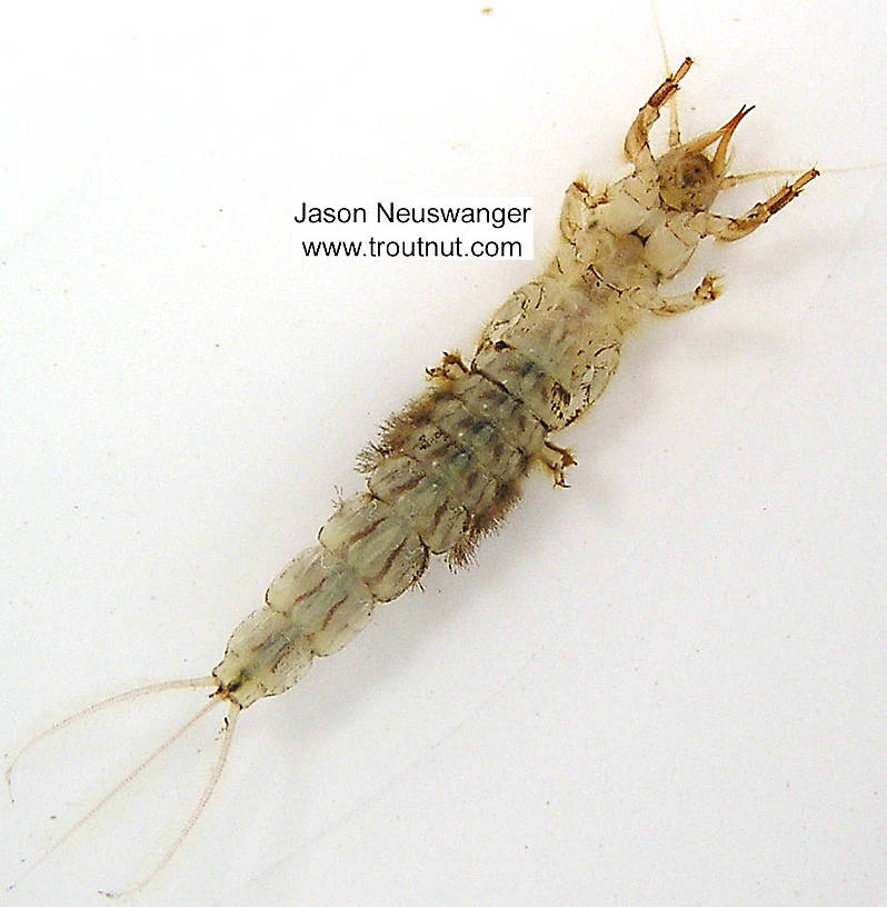 Ephemera simulans (Brown Drake) Mayfly Nymph from the Bois Brule River in Wisconsin