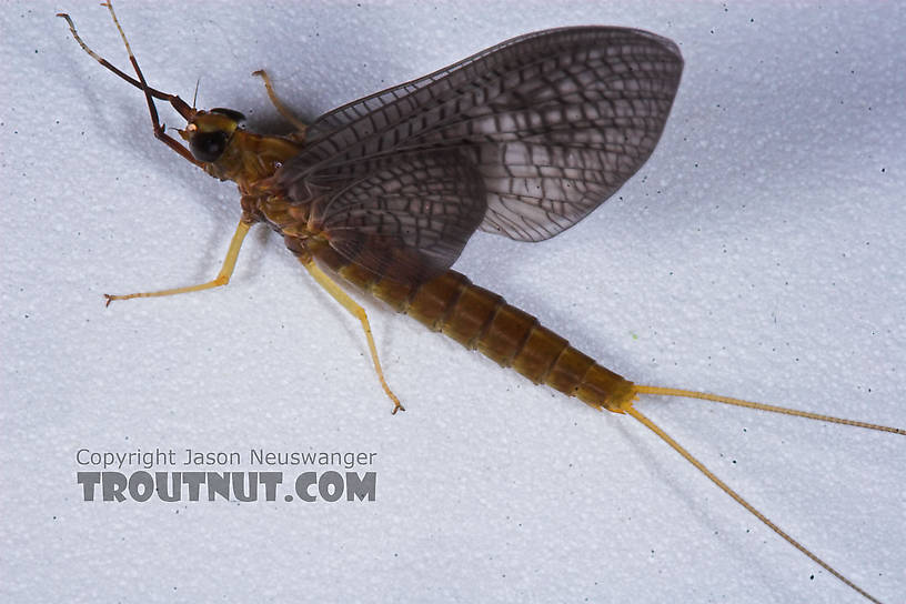 Female Isonychia bicolor (Mahogany Dun) Mayfly Dun from the Namekagon River in Wisconsin