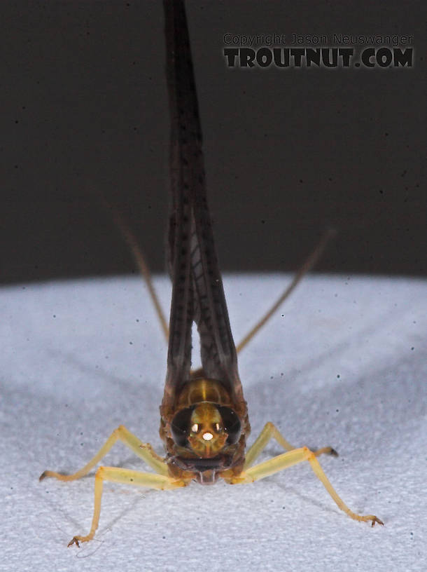 Female Isonychia bicolor (Mahogany Dun) Mayfly Dun from the Namekagon River in Wisconsin