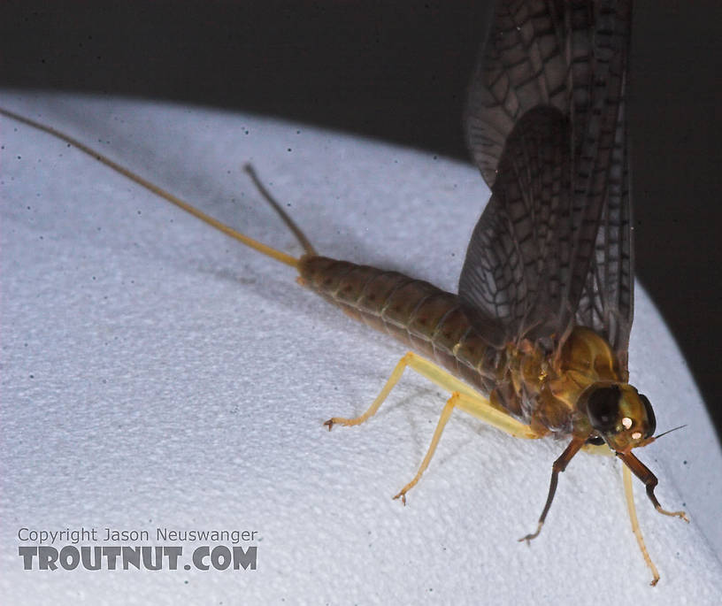 Female Isonychia bicolor (Mahogany Dun) Mayfly Dun from the Namekagon River in Wisconsin