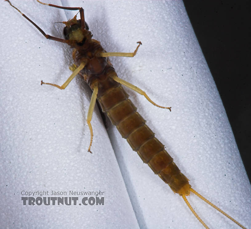 Female Isonychia bicolor (Mahogany Dun) Mayfly Dun from the Namekagon River in Wisconsin