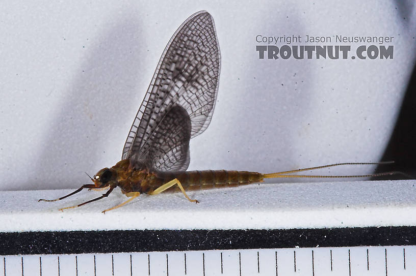 Female Isonychia bicolor (Mahogany Dun) Mayfly Dun from the Namekagon River in Wisconsin