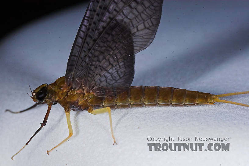 Female Isonychia bicolor (Mahogany Dun) Mayfly Dun from the Namekagon River in Wisconsin