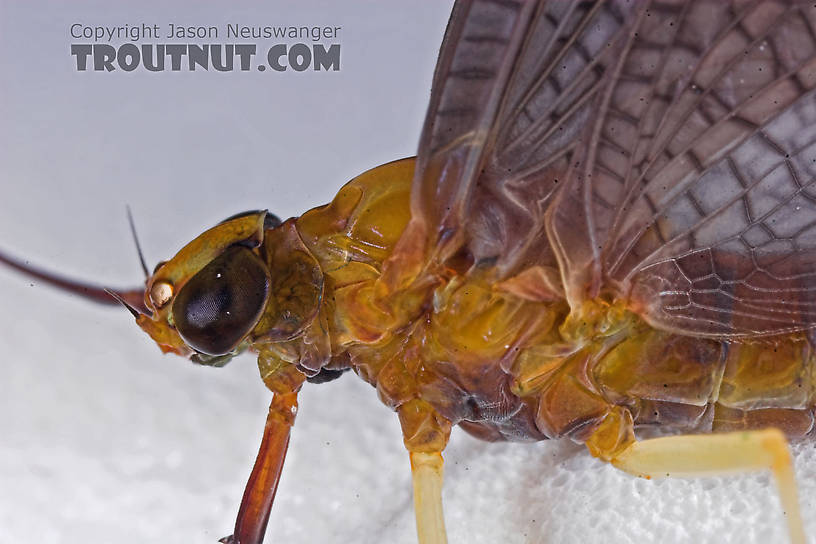 Female Isonychia bicolor (Mahogany Dun) Mayfly Dun from the Namekagon River in Wisconsin