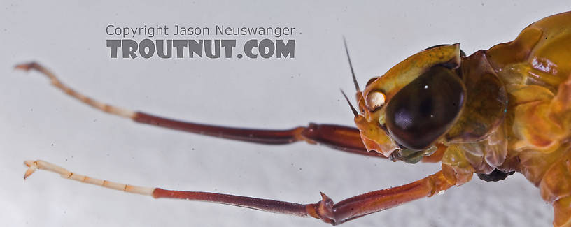 Female Isonychia bicolor (Mahogany Dun) Mayfly Dun from the Namekagon River in Wisconsin