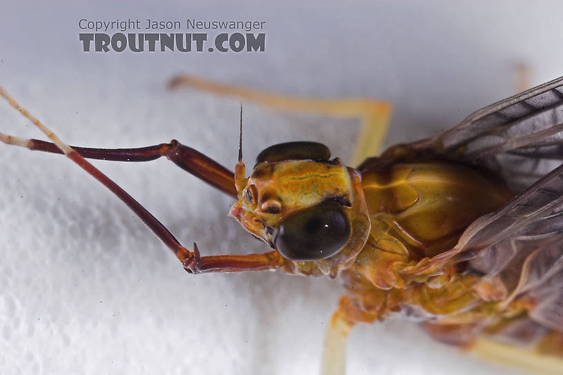 Female Isonychia bicolor (Mahogany Dun) Mayfly Dun from the Namekagon River in Wisconsin