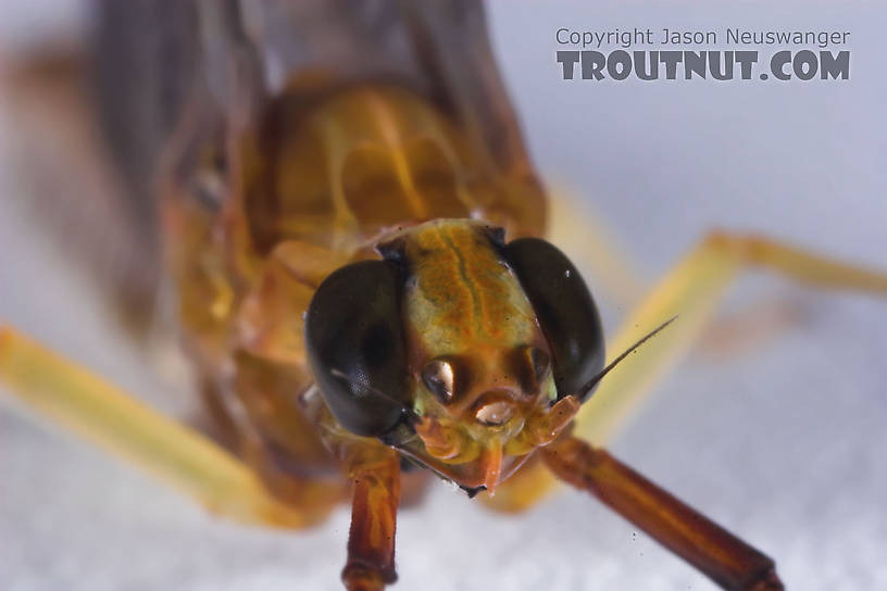 Female Isonychia bicolor (Mahogany Dun) Mayfly Dun from the Namekagon River in Wisconsin