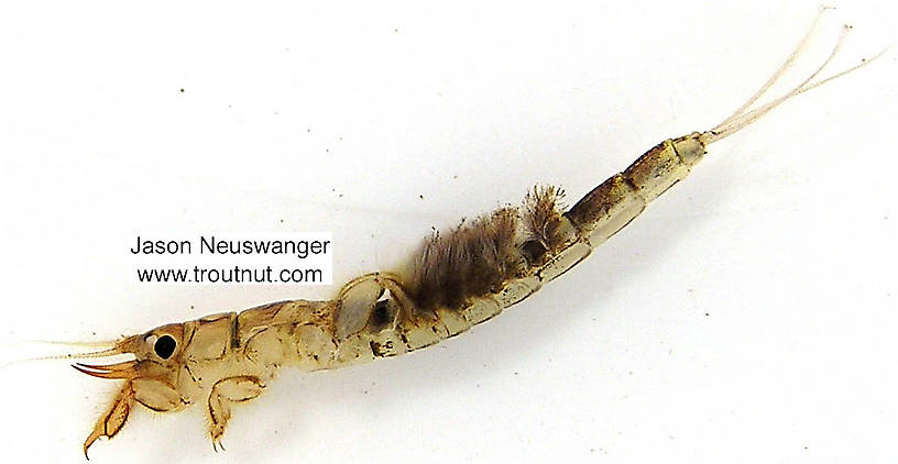 Ephemera simulans (Brown Drake) Mayfly Nymph from the Bois Brule River in Wisconsin