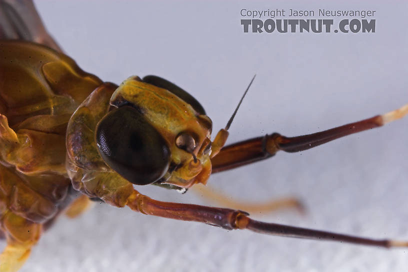 Female Isonychia bicolor (Mahogany Dun) Mayfly Dun from the Namekagon River in Wisconsin