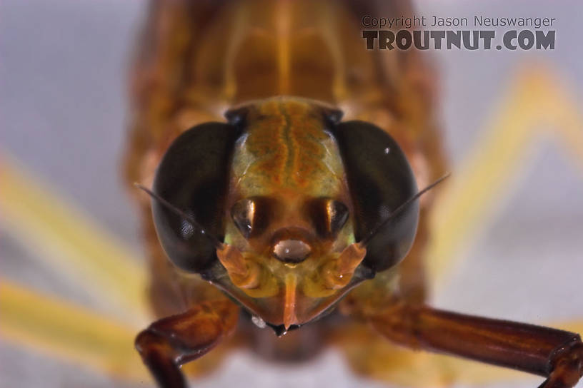 Female Isonychia bicolor (Mahogany Dun) Mayfly Dun from the Namekagon River in Wisconsin