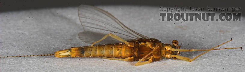 Female Eurylophella (Chocolate Duns) Mayfly Spinner from the Namekagon River in Wisconsin