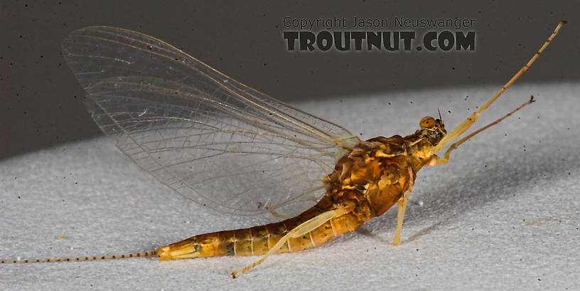 Female Eurylophella (Chocolate Duns) Mayfly Spinner from the Namekagon River in Wisconsin