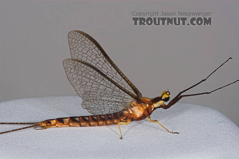 Male Hexagenia limbata (Hex) Mayfly Spinner from Atkins Lake in Wisconsin