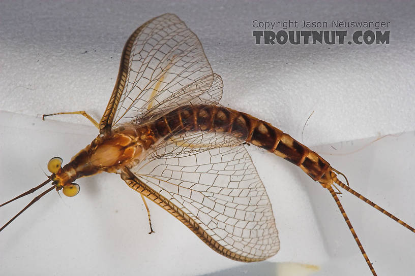 Male Hexagenia limbata (Hex) Mayfly Spinner from Atkins Lake in Wisconsin