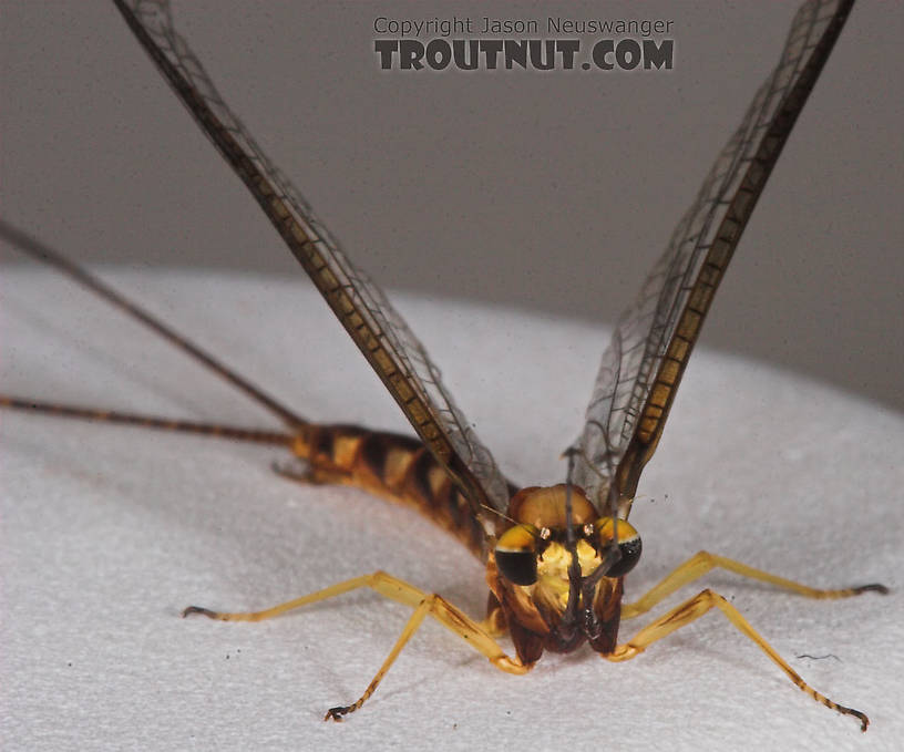 Male Hexagenia limbata (Hex) Mayfly Spinner from Atkins Lake in Wisconsin