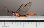 Male Hexagenia limbata (Hex) Mayfly Spinner from Atkins Lake in Wisconsin